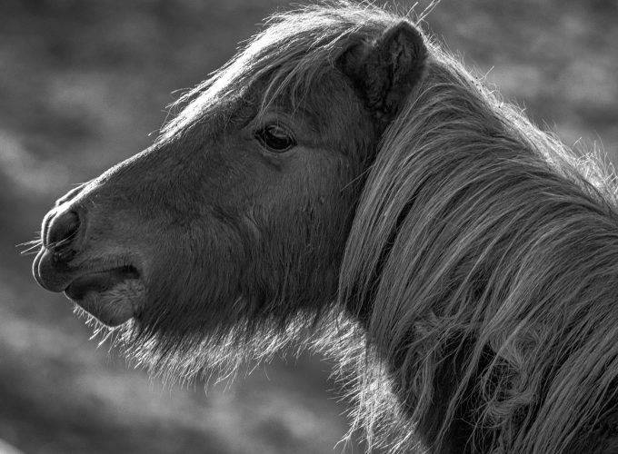 Wallpaper Horse, Pony, black and white, Animals 2629113280